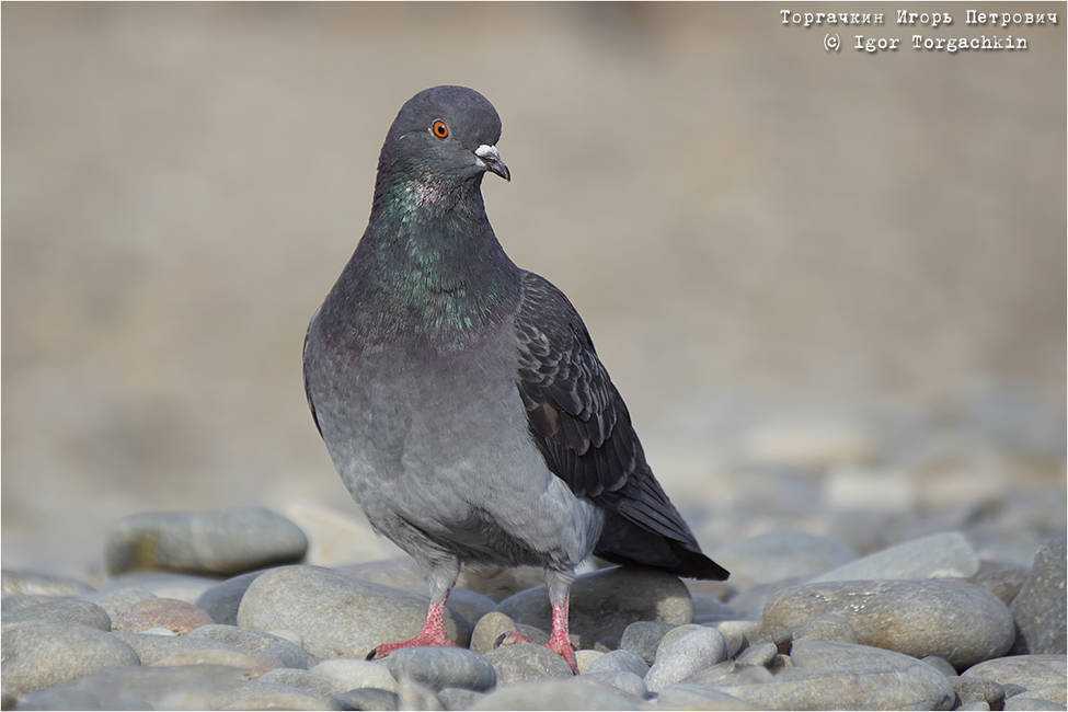 Топ-10: детские бутылочки pigeon