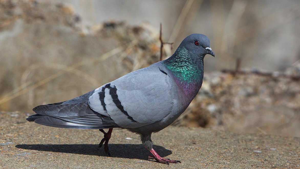 Pigeon (молокоотсос): обзор, характеристики, виды и отзывы
