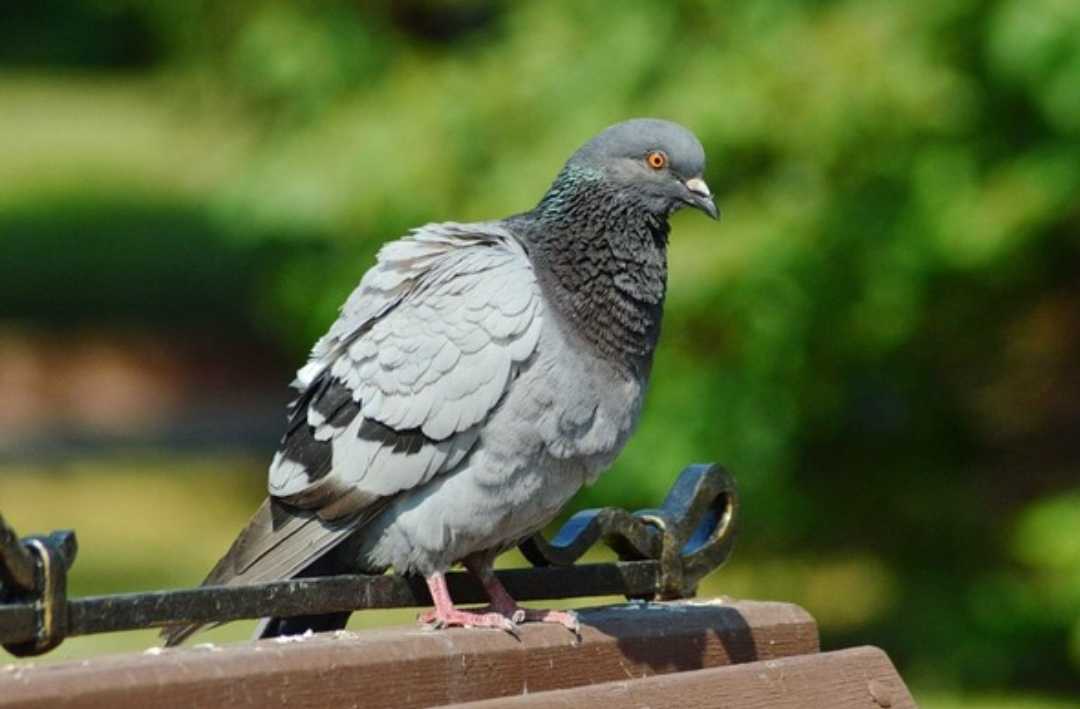 Le pigeon - le pigeon - abcdef.wiki