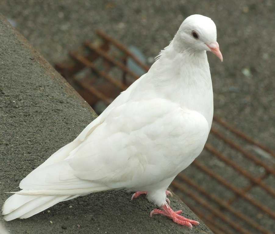 Le pigeon - le pigeon - abcdef.wiki